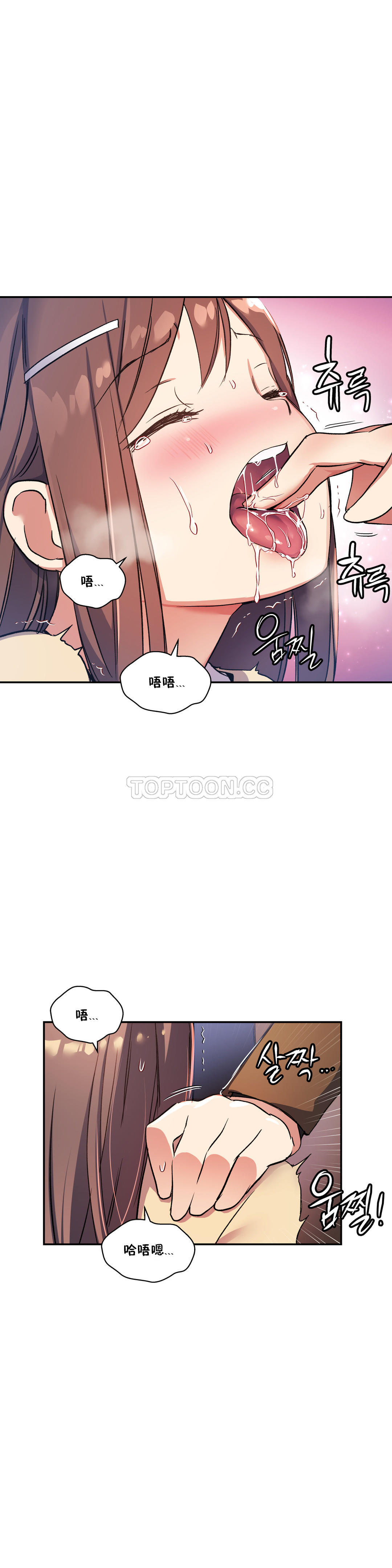初恋豚鼠