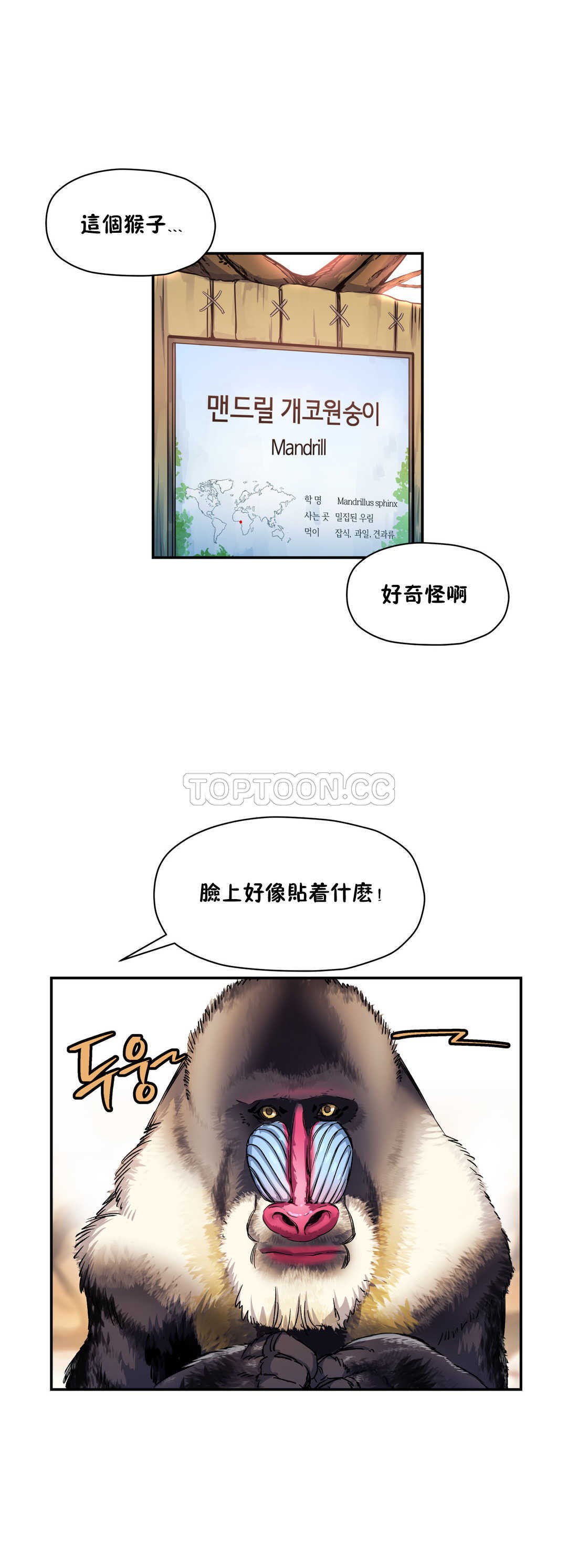 初恋豚鼠